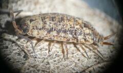 Porcellionides cingendus