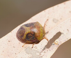 Solenotichus circuliferus