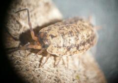 Porcellionides cingendus