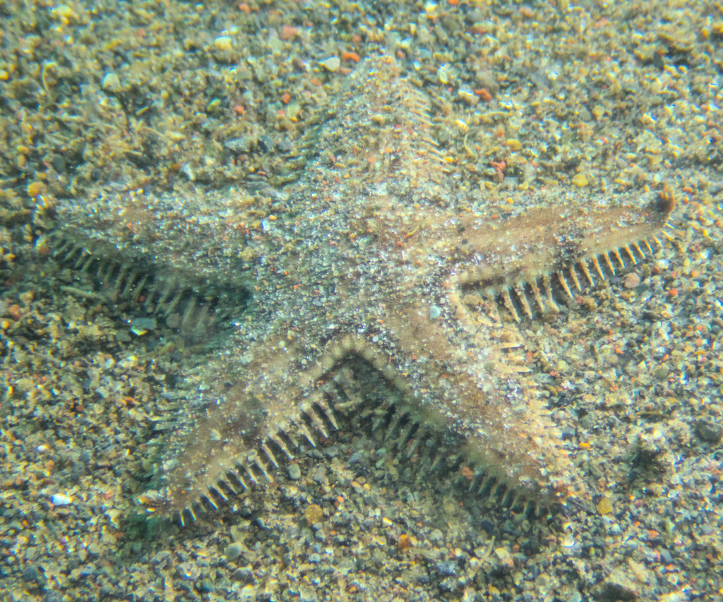 Astropecten monacanthus (Astropecten monacanthus) — Biodiversitas ...