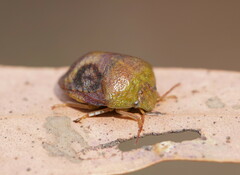 Solenotichus circuliferus