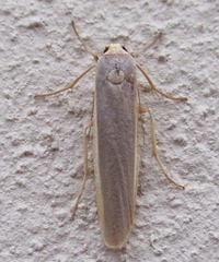 Sozusa scutellata