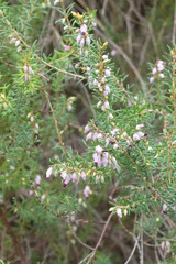 Erica erigena