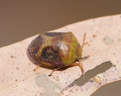 Solenotichus circuliferus
