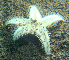 Astropecten