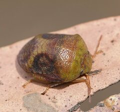 Solenotichus circuliferus