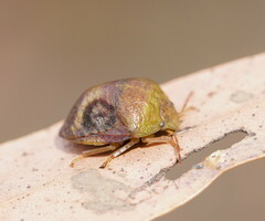 Solenotichus circuliferus
