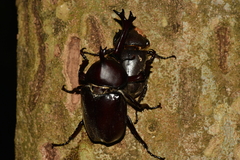 Trypoxylus dichotomus tsunobosonis