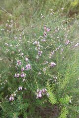 Erica erigena