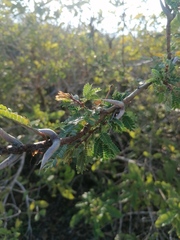 Vachellia cornigera