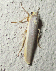 Sozusa scutellata
