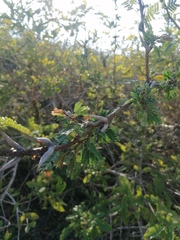 Vachellia cornigera