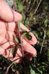 Solidago puberula puberula