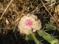 Melocactus schatzlii