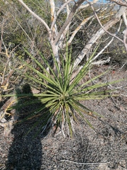 Agave karwinskii