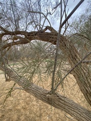 Tamarix aphylla