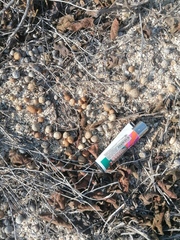 Sylvilagus cunicularius