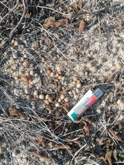 Sylvilagus cunicularius