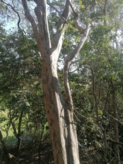 Libidibia sclerocarpa