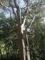 Libidibia sclerocarpa