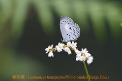 Lestranicus transpectus