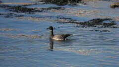 Branta bernicla