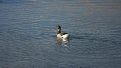 Branta bernicla