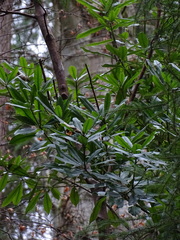 Rhododendron ponticum