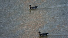 Branta bernicla