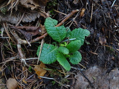 Primula vulgaris