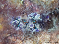 Dendrodoris krusensternii