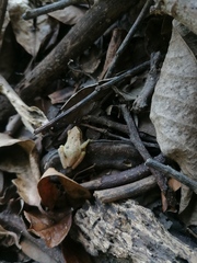 Tlalocohyla smithii