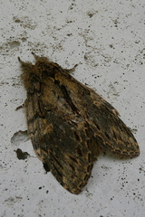 Peridea anceps