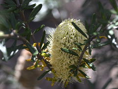 Banksia canei