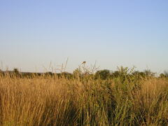 Prinia flavicans