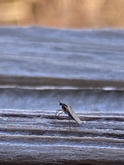 Sciaroidea