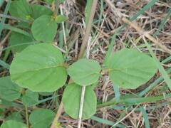 Commicarpus pentandrus