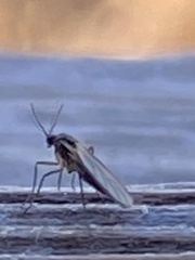 Sciaroidea