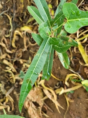 Brachychiton populneus