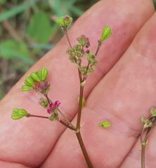 Commicarpus pentandrus