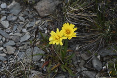 Microseris lanceolata