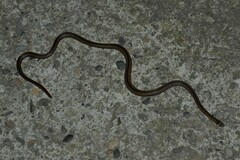 Sinomicrurus sauteri