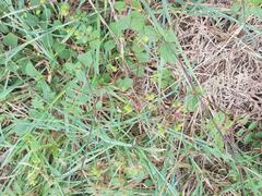 Commicarpus pentandrus