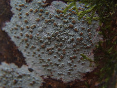 Lecanora campestris