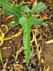 Brachychiton populneus