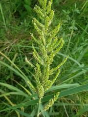 Echinochloa pyramidalis