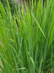 Echinochloa pyramidalis