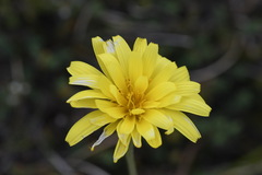 Microseris lanceolata