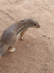 Euxerus erythropus