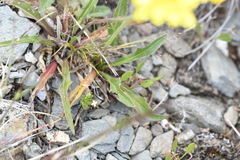 Microseris lanceolata